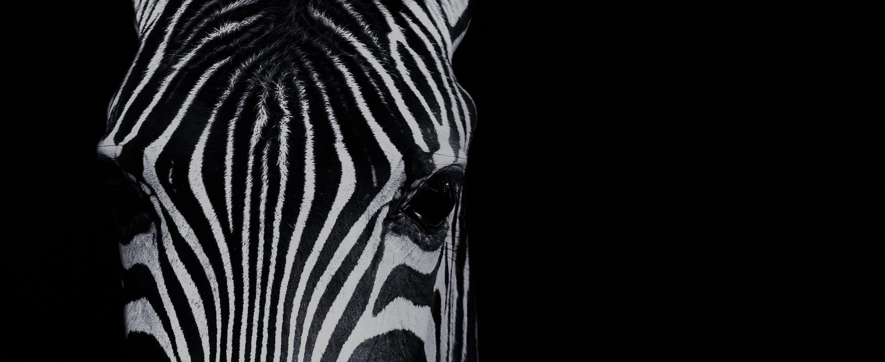 zebra 4